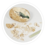 Игрален комплект Buki France - Дино яйца за разпознаване, асортимент