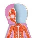 Магнитен пъзел Hape - Човешкото тяло, 68 части