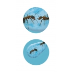 Изследователски комплект Buki France - Мини света на мравките