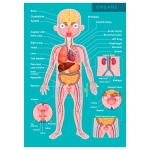 Образователен пъзел Eurekakids - Човешкото тяло, 100 части