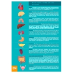 Образователен пъзел Eurekakids - Човешкото тяло, 100 части