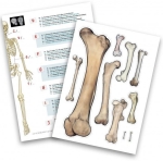 Образователен комплект Buki France - Човешки скелет